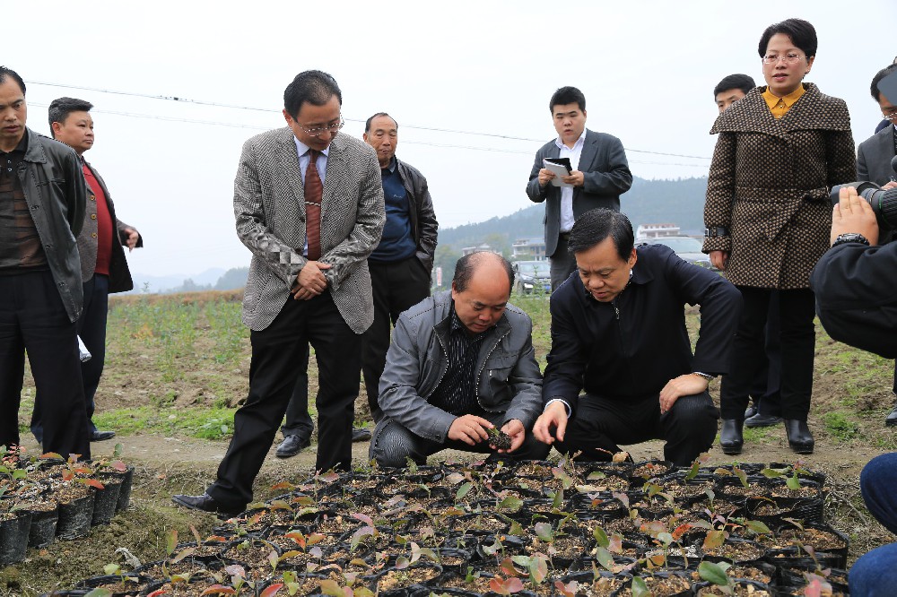 时任省委书记陈敏尔