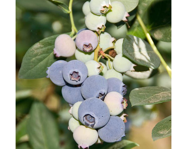 蓝莓苗批发对生长环境的要求