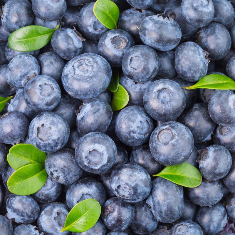 蓝莓苗种植的前提条件你了解吗？